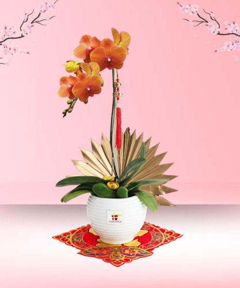 CNY Phalaenopsis Orchid (1 stalk)