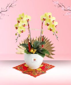 CNY Phalaenopsis Orchid (2 stalk)