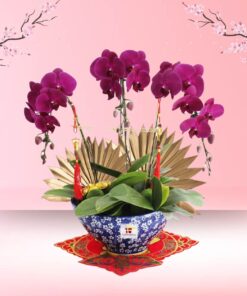 CNY Phalaenopsis Orchid (3 stalk)