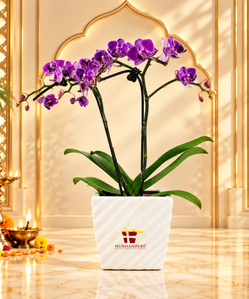 Diwali Mini Phalaenopsis Orchid