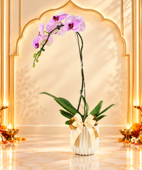 Diwali Phalaenopsis Orchid (1 Stalk)