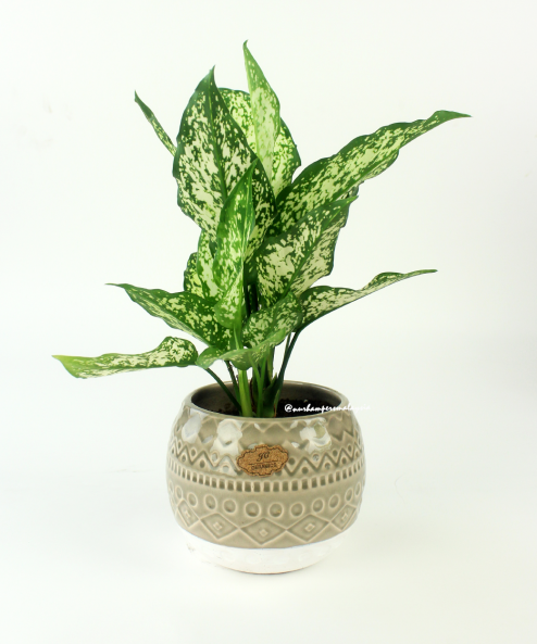 Aglaonema Snow White