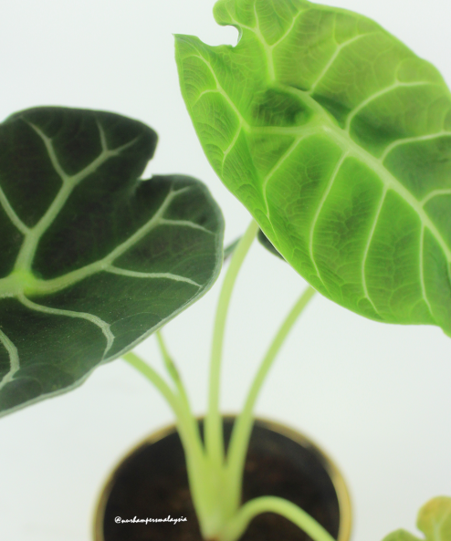 Alocasia Watsoniana Plant - Image 3