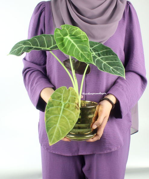 Alocasia Watsoniana Plant - Image 2