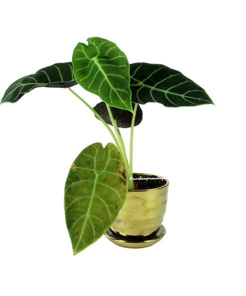 Alocasia Watsoniana Plant