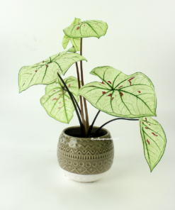 Caladium Strawberry Star