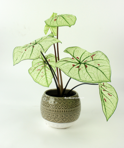 Caladium Strawberry Star