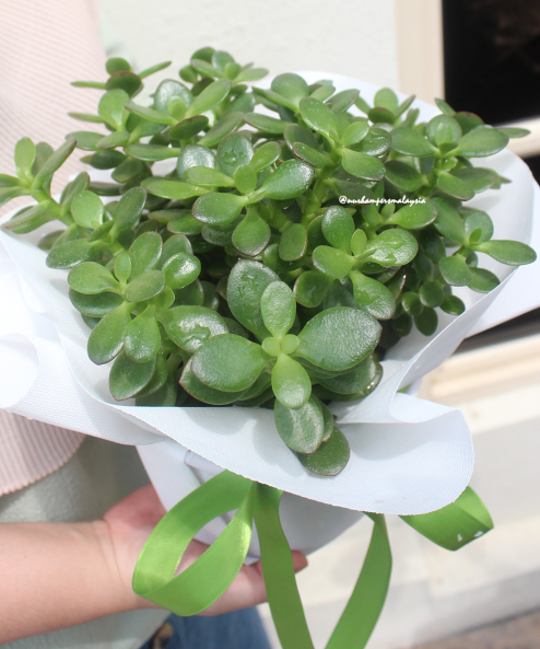 Crassula Jade Plant - Image 3