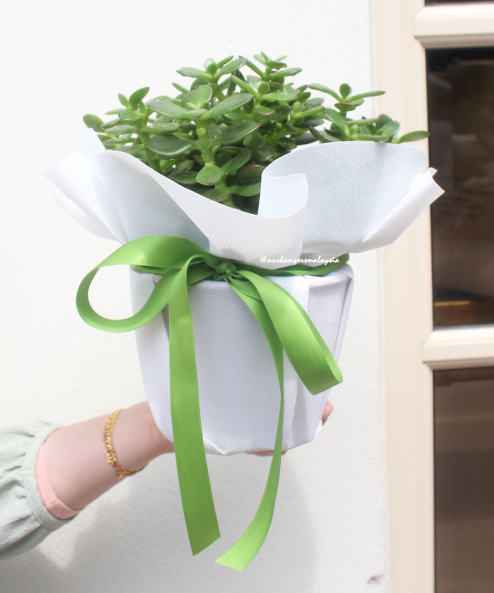 Crassula Jade Plant - Image 2
