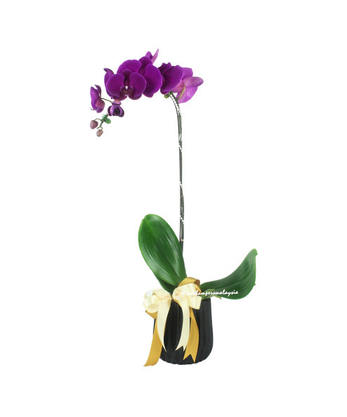 Phalaenopsis Orchid (1 Stalk) - Image 2