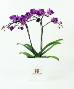 Mini Phalaenopsis Orchid