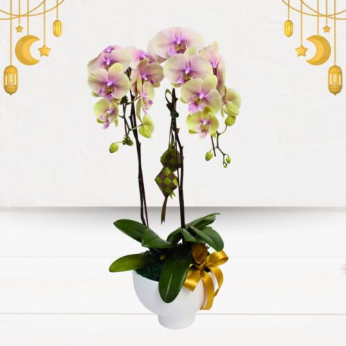 Elegant Phalaenopsis Orchid