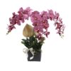 rich boysenberry purple orchid