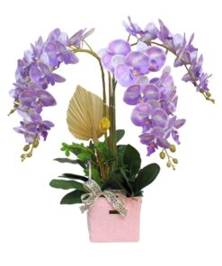 Elegant Iris Orchid