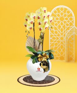 RAYYA Phalaenopsis Orchid (2 stalk) - Image 3