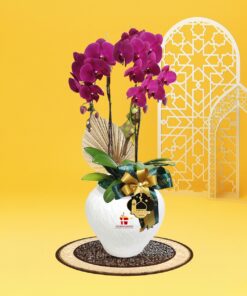 RAYYA Phalaenopsis Orchid (2 stalk)