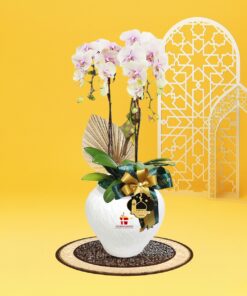 RAYYA Phalaenopsis Orchid (2 stalk) - Image 4