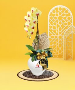 Cahaya Phalaenopsis Orchid (1 stalk)