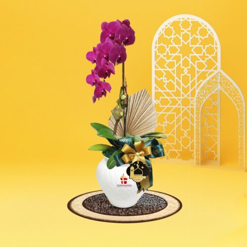 Cahaya Phalaenopsis Orchid (1 stalk) - Purple Phalaenopsis Orchid