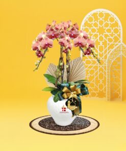 Mimpi Phalaenopsis Orchid (3 stalk)